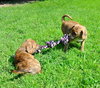 Kl Litter Foxglove - ADOPTED 07.24.14