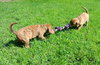 Kl Litter Foxglove - ADOPTED 07.24.14