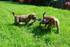 Kl Litter Foxglove - ADOPTED 07.24.14