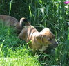 Kl Litter Foxglove - ADOPTED 07.24.14