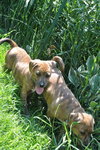 Kl Litter Foxglove - ADOPTED 07.24.14