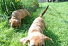 Kl Litter Foxglove - ADOPTED 07.24.14