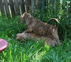 Kl Litter Foxglove - ADOPTED 07.24.14