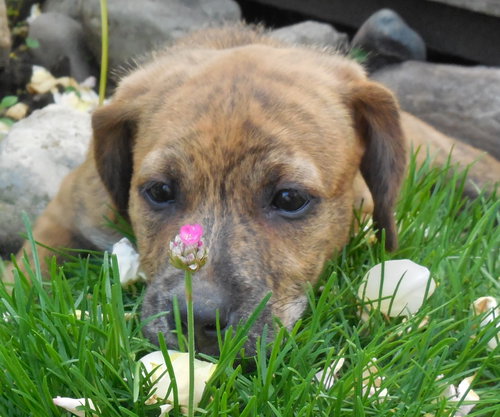 Kl Litter Foxglove - ADOPTED 07.24.14