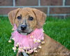 Kl Litter Foxglove - ADOPTED 07.24.14