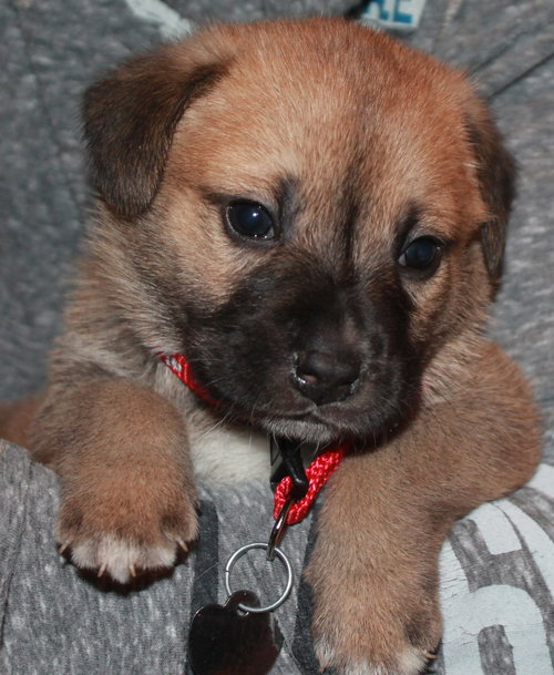 Kl Litter Primrose - ADOPTED 06.17.14