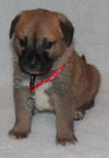 Kl Litter Primrose - ADOPTED 06.17.14
