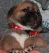 Kl Litter Primrose - ADOPTED 06.17.14