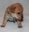 Kl Litter Hyacinth - ADOPTED 06.17.14