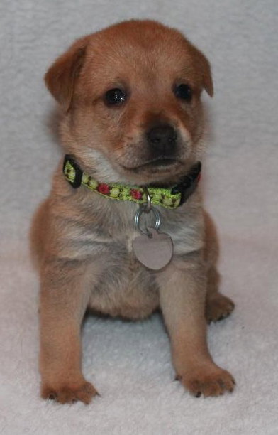 Kl Litter Hyacinth - ADOPTED 06.17.14