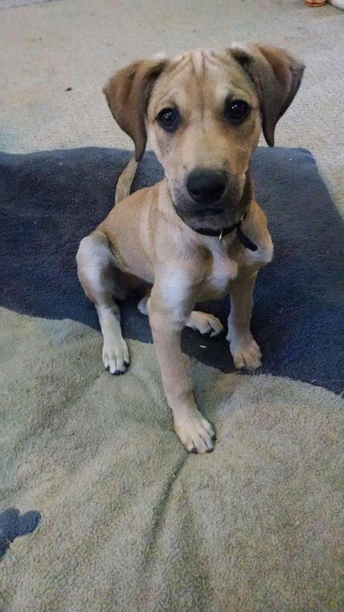 Summer Rae - ADOPTED 06.10.14