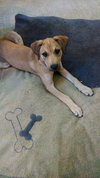 Summer Rae - ADOPTED 06.10.14