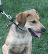 Summer Rae - ADOPTED 06.10.14