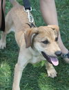 Summer Rae - ADOPTED 06.10.14