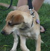 Summer Rae - ADOPTED 06.10.14