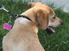 Summer Rae - ADOPTED 06.10.14