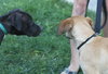 Summer Rae - ADOPTED 06.10.14