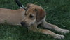 Summer Rae - ADOPTED 06.10.14