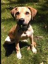 Summer Rae - ADOPTED 06.10.14