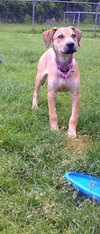 Summer Rae - ADOPTED 06.10.14