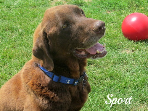 Sport - ADOPTED 07.19.14