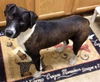 Toby-ADOPTED 07.19.14