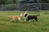 Toby-ADOPTED 07.19.14