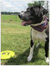 Toby-ADOPTED 07.19.14