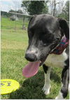 Toby-ADOPTED 07.19.14