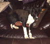 Toby-ADOPTED 07.19.14