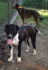 Toby-ADOPTED 07.19.14
