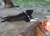 Toby-ADOPTED 07.19.14