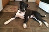 Toby-ADOPTED 07.19.14