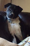 Toby-ADOPTED 07.19.14