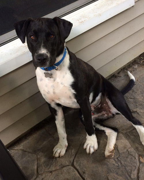 Toby-ADOPTED 07.19.14
