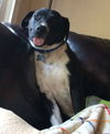 Toby-ADOPTED 07.19.14