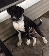 Toby-ADOPTED 07.19.14