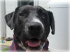 Toby-ADOPTED 07.19.14