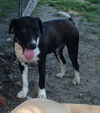 Toby-ADOPTED 07.19.14