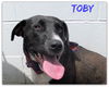 Toby-ADOPTED 07.19.14