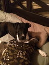 Toby-ADOPTED 07.19.14