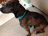 Franzi - ADOPTED 07.18.14