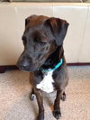 Franzi - ADOPTED 07.18.14