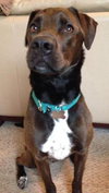 Franzi - ADOPTED 07.18.14