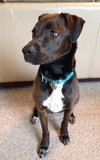 Franzi - ADOPTED 07.18.14
