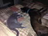 Franzi - ADOPTED 07.18.14