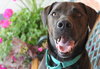 Franzi - ADOPTED 07.18.14