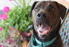 Franzi - ADOPTED 07.18.14