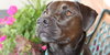 Franzi - ADOPTED 07.18.14