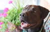 Franzi - ADOPTED 07.18.14